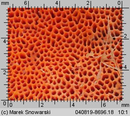 Pycnoporus cinnabarinus (gęstoporek cynobrowy)