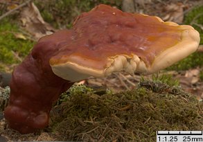 Ganoderma carnosum (lakownica brązowoczarna)