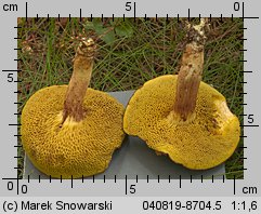 Xerocomus subtomentosus (podgrzybek zajączek)