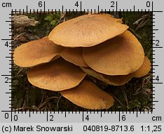 Unidentified-Cortinarius