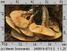 Unidentified-Cortinarius