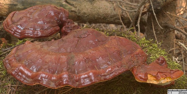 Ganoderma carnosum (lakownica brązowoczarna)