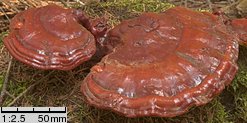 Ganoderma carnosum (lakownica brązowoczarna)