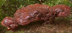 Ganoderma carnosum (lakownica brązowoczarna)