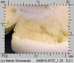 Unidentified-Lactarius