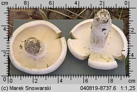 Unidentified-Lactarius