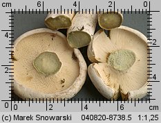 Unidentified-Lactarius