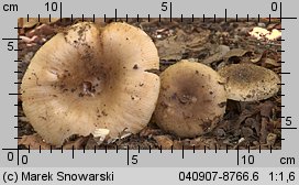 Unidentified-Russula