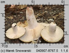 Unidentified-Russula