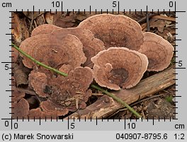 Unidentified-Aphyllophorales (niezidentyfikowane)