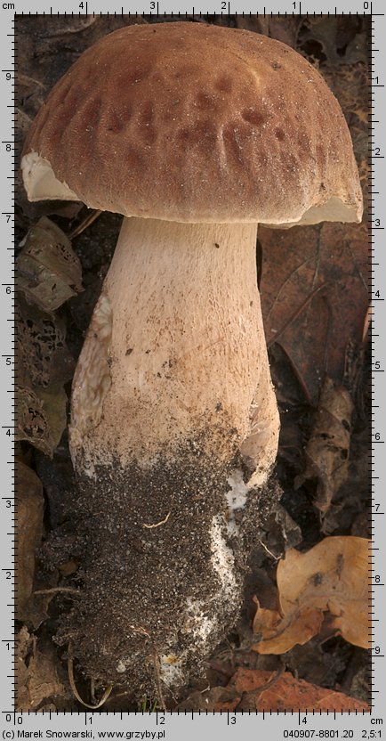 Boletus reticulatus (borowik usiatkowany)