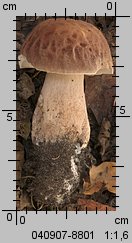 Boletus reticulatus (borowik usiatkowany)
