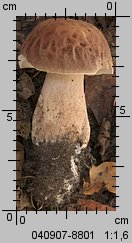 Boletus reticulatus (borowik usiatkowany)