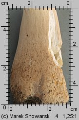 Boletus reticulatus (borowik usiatkowany)
