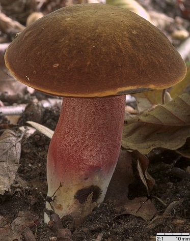 Neoboletus luridiformis (krasnoborowik ceglastopory)