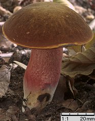 Neoboletus luridiformis (krasnoborowik ceglastopory)