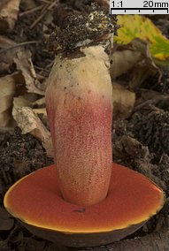 Neoboletus luridiformis (krasnoborowik ceglastopory)