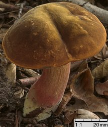 Neoboletus luridiformis (krasnoborowik ceglastopory)