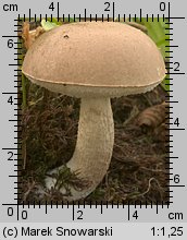 Leccinum scabrum (koźlarz babka)