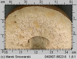 Leccinum scabrum (koźlarz babka)