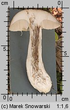 Leccinum scabrum (koźlarz babka)