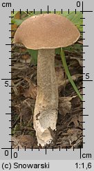 Leccinum scabrum (koźlarz babka)