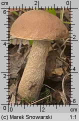 Leccinum scabrum (koźlarz babka)