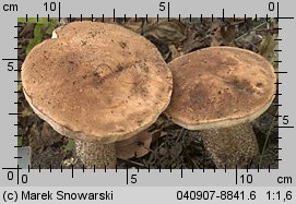 Leccinum scabrum (koźlarz babka)