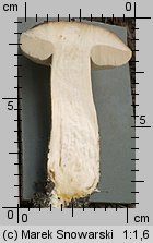 Leccinum scabrum (koźlarz babka)