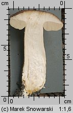 Leccinum scabrum (koźlarz babka)