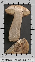 Leccinum scabrum (koźlarz babka)