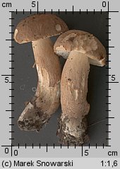 Boletus reticulatus (borowik usiatkowany)