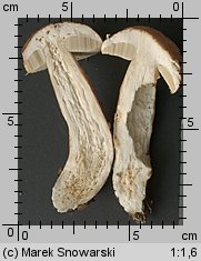 Boletus reticulatus (borowik usiatkowany)