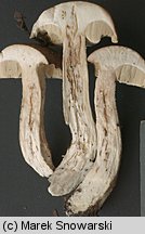 Leccinum scabrum (koźlarz babka)