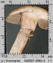 Leccinum scabrum (koźlarz babka)