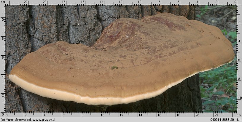 Ganoderma resinaceum (lakownica jasnomiąższowa)