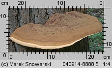 Ganoderma resinaceum (lakownica jasnomiąższowa)