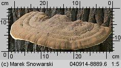 Ganoderma resinaceum (lakownica jasnomiąższowa)