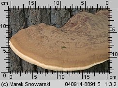 Ganoderma resinaceum (lakownica jasnomiąższowa)