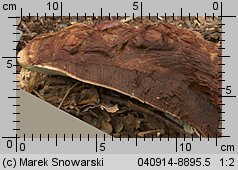 Ganoderma resinaceum (lakownica jasnomiąższowa)