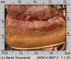 Ganoderma resinaceum (lakownica jasnomiąższowa)