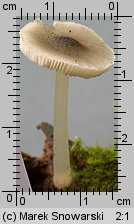 Pluteus salicinus (drobnołuszczak zielonawoszary)