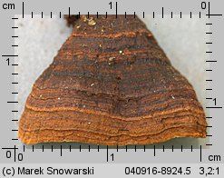 Hymenochaete rubiginosa (szczeciniak rdzawy)