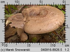 Unidentified-Lactarius