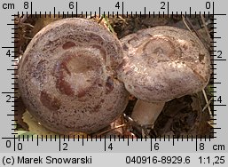 Unidentified-Lactarius