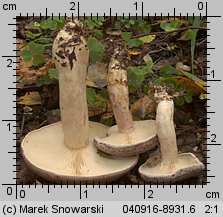 Unidentified-Lactarius