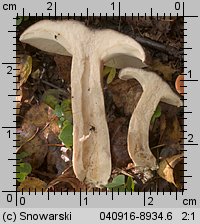 Unidentified-Lactarius