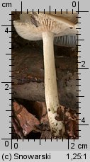 Unidentified-Entoloma