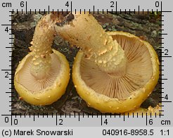 Unidentified-Cortinarius