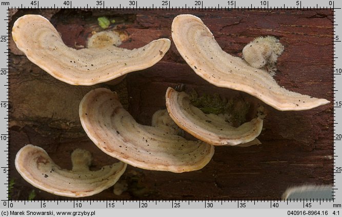 Stereum subtomentosum (skórnik aksamitny)